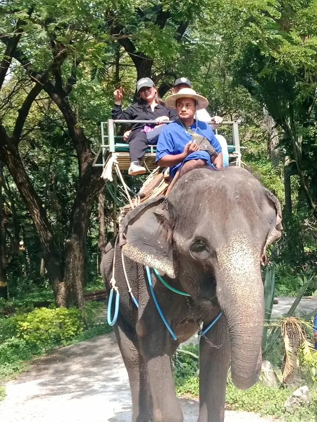 Elephant experience at the camp — a trip with OneDD Tour