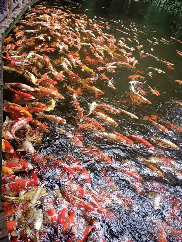Feeding the koi — a trip with OneDD Tour