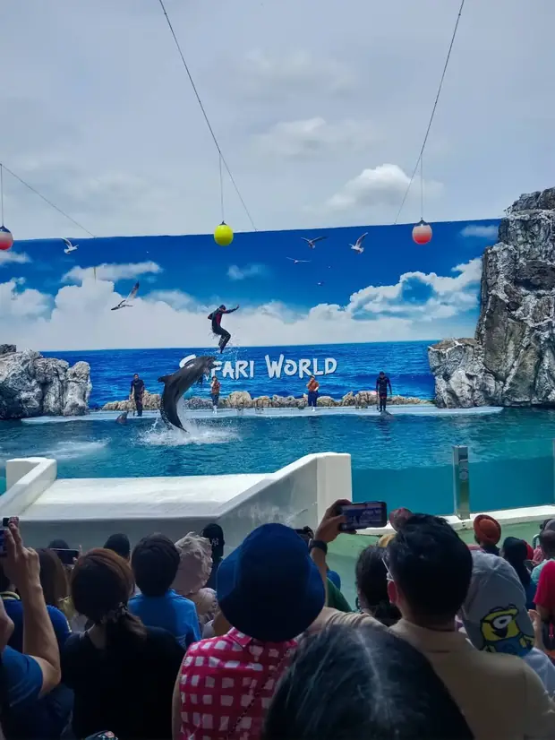 Dolphin show at Marine Park — a trip with OneDD Tour