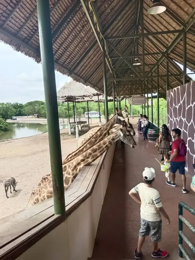 Drive-through safari at Safari World — a trip with OneDD Tour