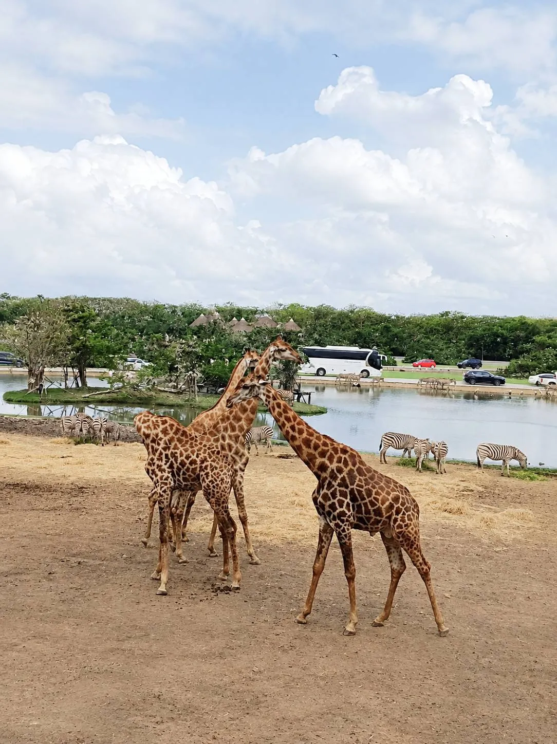 Giraffes at Safari World, Bangkok — a trip with OneDD Tour by KrishHoliday