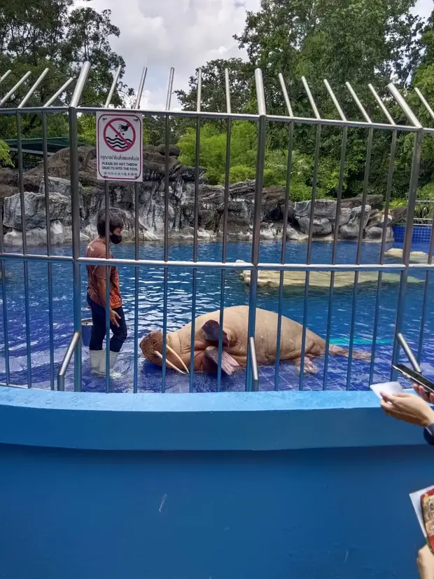 Sea lion show at Marine Park — a trip with OneDD Tour