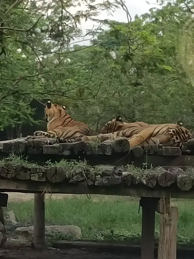 Tigers at Safari World — a trip with OneDD Tour